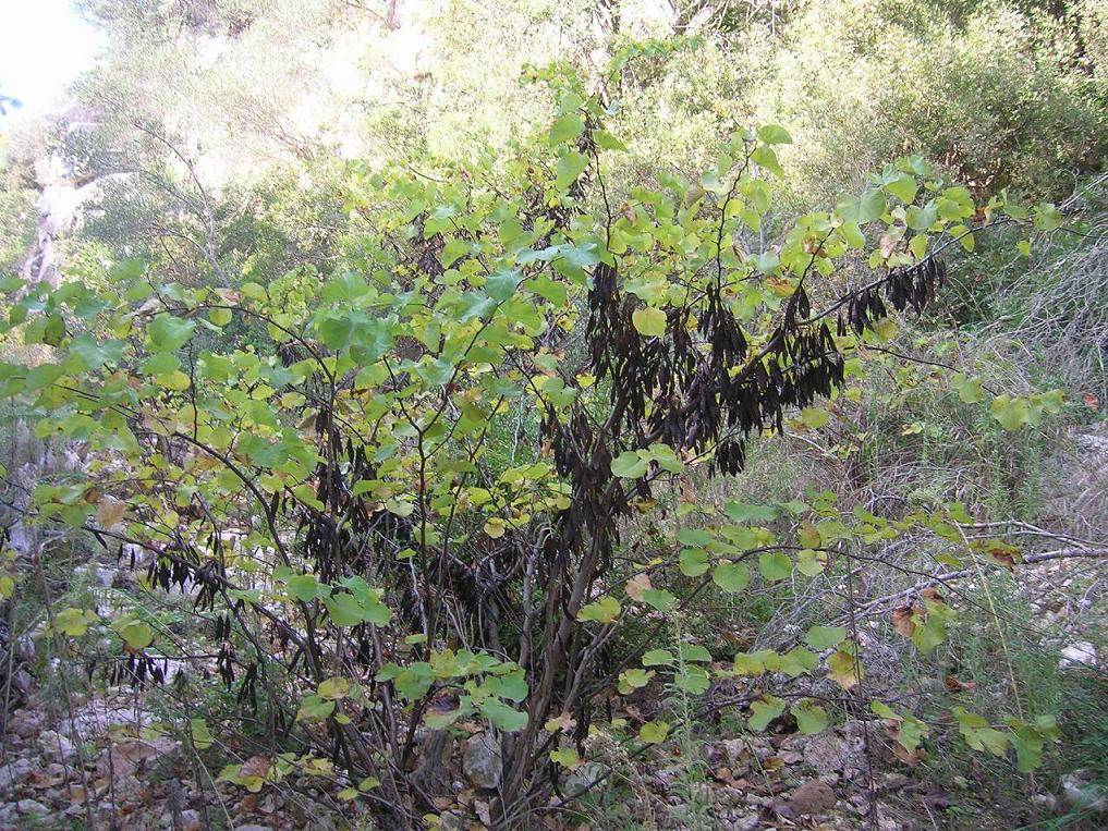 Cercis siliquastrum / Albero di Giuda